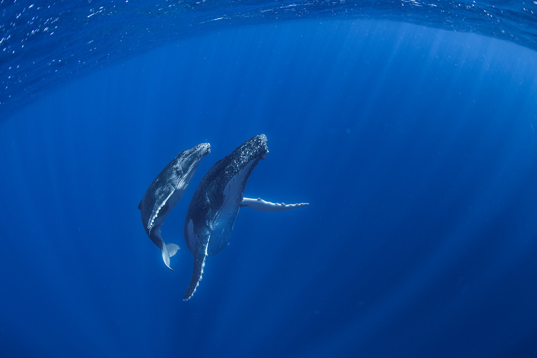 Whale and calf swimming under a wave